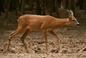 Shenjtëria e Kaprollit, historia e drekës së thyer